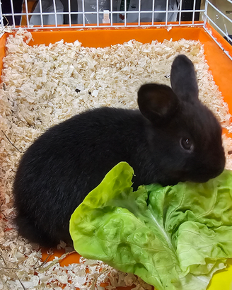 Coniglio nano e conigli nani arieti