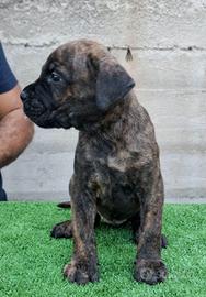 Cucciolo cane corso