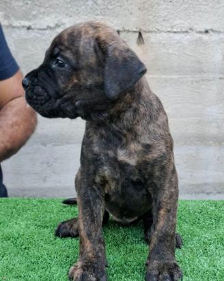 Cucciolo cane corso