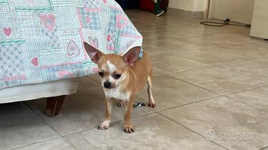 Chihuahua