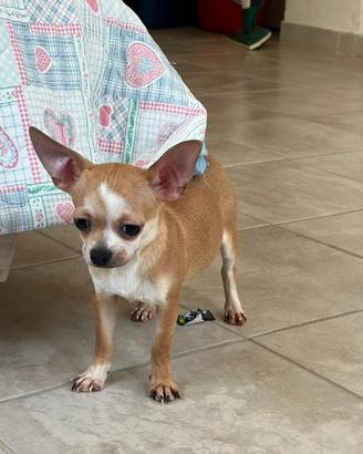 Chihuahua