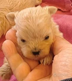 Cuccioli maltipoo garantiti
