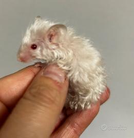 Mus Musculus ricci e colorati