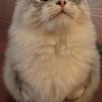 Gattini siberiani