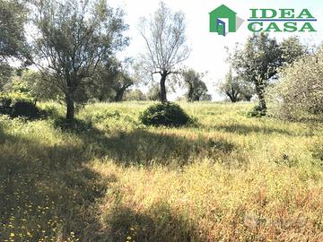 4.203 Mq terreno Agricolo