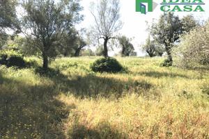 4.203 Mq terreno Agricolo