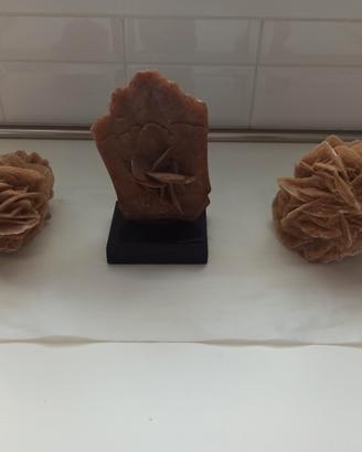 Rose del deserto