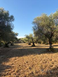 Vendita terreno uliveto palombara sabina (rm)
