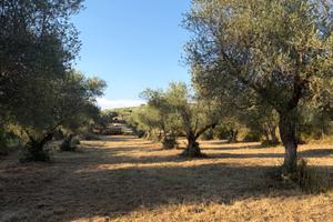 Vendita terreno uliveto palombara sabina (rm)