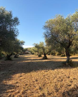 Vendita terreno uliveto palombara sabina (rm)