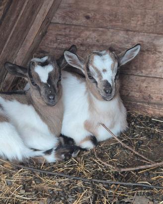 Caprette tibetane nane