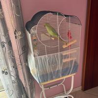 Parrocchetto Dal Collare