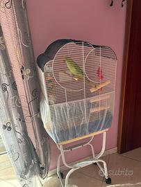 Parrocchetto Dal Collare