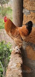 Galline brahma