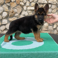 Puppy Girl di pastore tedesco nero focato