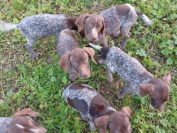 Cuccioli Bracco tedesco