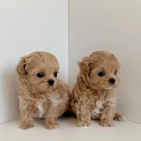 Maltipoo toy