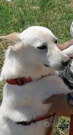 Pierre una vita in canile