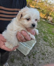 Cuccioli di Maltese