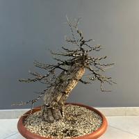 Pre bonsai di quercia da sughero
