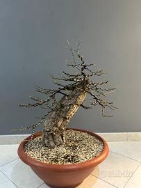 Pre bonsai di quercia da sughero