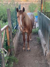 Puledro appaloso