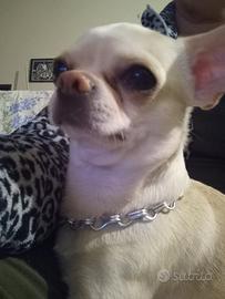 Kiwi 3 anni pedigree ENCI