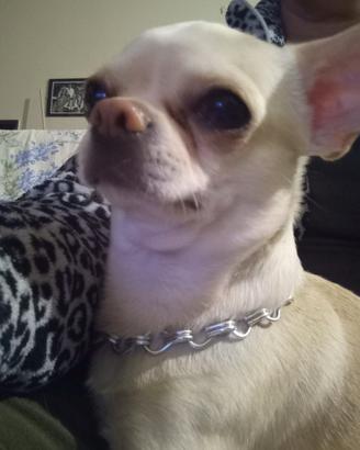 Kiwi 3 anni pedigree ENCI