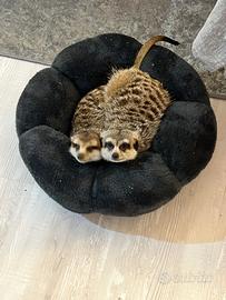 Coppia di Suricati Affettuosi