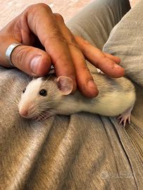 Ratti dumbo