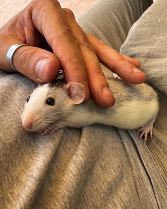 Ratti dumbo
