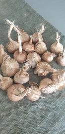 Bulbi zafferano crocus toscani 3,0-3,5 cm