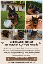 Pastore tedesco da monta