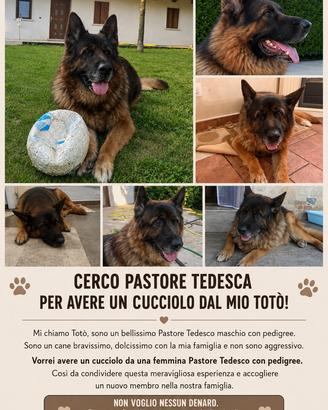 Pastore tedesco da monta