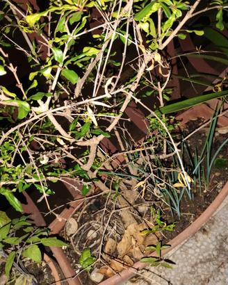 Prebonsai melograno 