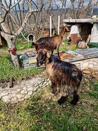 Coppia capre registrate scamosciate delle alpi