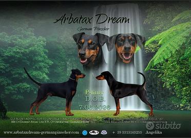 Cuccioli di Pinscher tedesco