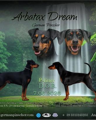 Cuccioli di Pinscher tedesco