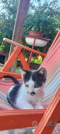 Simpatici gattini meticci