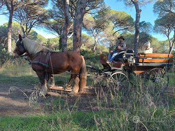 Cavallo