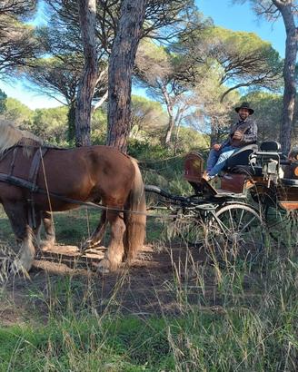 Cavallo
