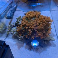 Roccia Viva Marina Con 3 Anemoni Quadricolor