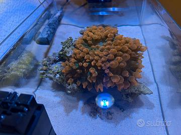 Roccia Viva Marina Con 3 Anemoni Quadricolor