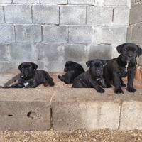 Cane Corso