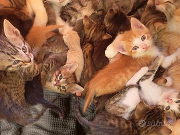 Cuccioli di Gatti