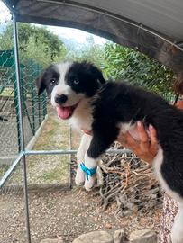 Cuccioli Border Collie