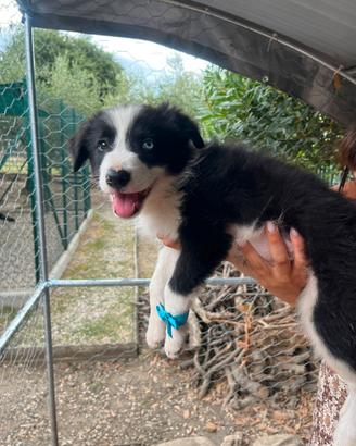 Cuccioli Border Collie
