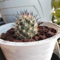 Mammillaria microhelia