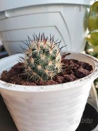 Mammillaria microhelia