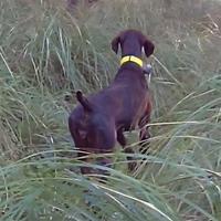 Kurzhaar cagna pronto caccia